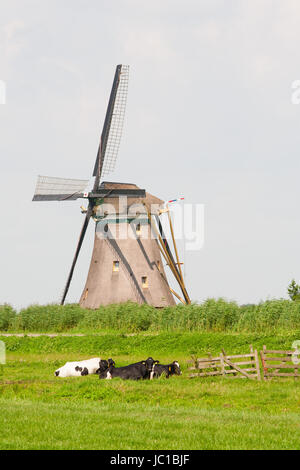 Dutch vaches dans la prairie à proximité d'un moulin à vent traditionnel dans Groot-Ammers, Pays-Bas Banque D'Images