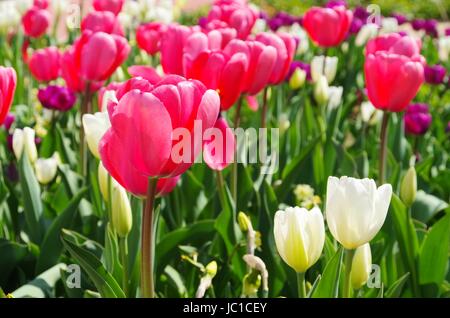 Tulpe rot weiss - tulip rouge blanc 01 Banque D'Images