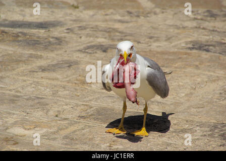 Möwe mit Fisch - gull avec 07 poissons Banque D'Images