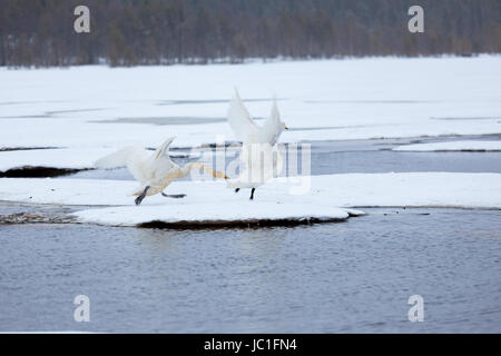 Les cygnes sur le lac partiellement gelé en Finlande au printemps Banque D'Images