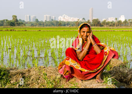 Une femme, vêtue d'un sari, travaille sur un champ de riz avec de jeunes plants de riz, dans le cadre rural de la banlieue ville nouvelle, de nouveaux bâtiments dans la dist Banque D'Images