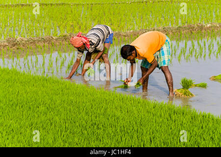 Deux agriculteurs travaillant sur un champ de riz avec de jeunes plants de riz, dans le cadre rural de la banlieue ville nouvelle Banque D'Images