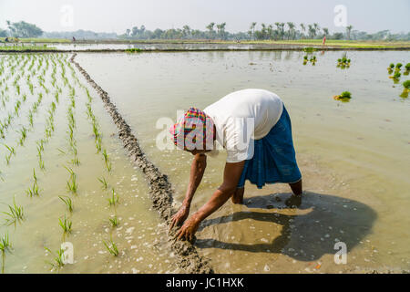 Un agriculteur travaille sur un champ de riz avec de jeunes plants de riz, dans le cadre rural de la banlieue ville nouvelle Banque D'Images