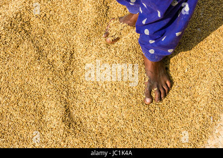 Une femme se tient debout pieds nus sur des grains de riz dans le cadre rural de la banlieue ville nouvelle Banque D'Images