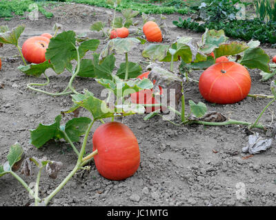 Citrouilles (Rouge vif d'Etampes, Cucurbita maxima) dans un potager. Banque D'Images