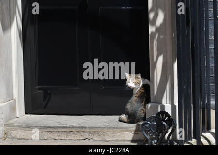 Downing Street, London, UK. 13 juin 2017. Downing Street cat Crédit : Larry Matthieu Chattle/Alamy Live News Banque D'Images