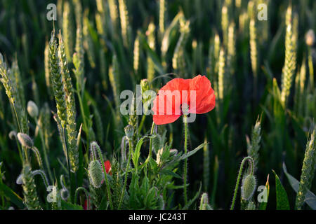 Hucknall, Nottinghamshire, Angleterre. 13 juin 2017. La fin de l'été soleil dans la misk Hills, un grain de beauté locaux dans le Dorset environnante. Crédit : Ian Francis/Alamy Live News Banque D'Images