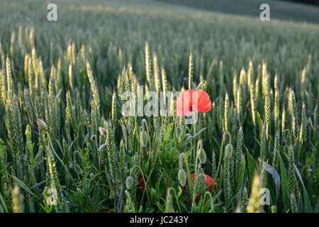 Hucknall, Nottinghamshire, Angleterre. 13 juin 2017. La fin de l'été soleil dans la misk Hills, un grain de beauté locaux dans le Dorset environnante. Crédit : Ian Francis/Alamy Live News Banque D'Images