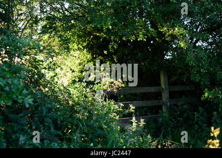 Hucknall, Nottinghamshire, Angleterre. 13 juin 2017. La fin de l'été soleil dans la misk Hills, un grain de beauté locaux dans le Dorset environnante. Crédit : Ian Francis/Alamy Live News Banque D'Images