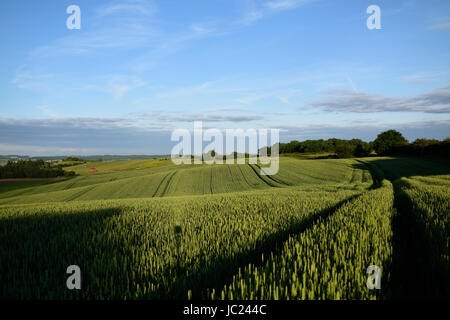 Hucknall, Nottinghamshire, Angleterre. 13 juin 2017. La fin de l'été soleil dans la misk Hills, un grain de beauté locaux dans le Dorset environnante. Crédit : Ian Francis/Alamy Live News Banque D'Images