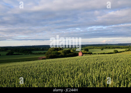 Hucknall, Nottinghamshire, Angleterre. 13 juin 2017. La fin de l'été soleil dans la misk Hills, un grain de beauté locaux dans le Dorset environnante. Crédit : Ian Francis/Alamy Live News Banque D'Images