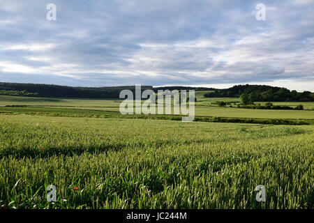 Hucknall, Nottinghamshire, Angleterre. 13 juin 2017. La fin de l'été soleil dans la misk Hills, un grain de beauté locaux dans le Dorset environnante. Crédit : Ian Francis/Alamy Live News Banque D'Images