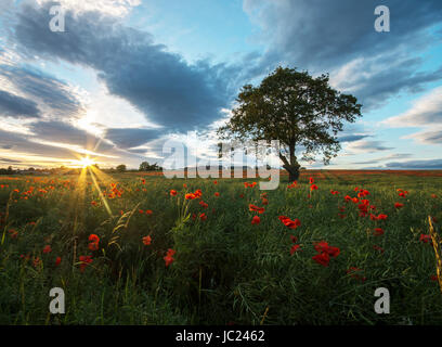 Gainford Co., Durham, Royaume-Uni. 13 Juin, 2017. Coucher du soleil au-dessus des champs de pavot dans Gainford, County Durham après un accueil chaleureux et toujours 24. Crédit : Robert Smith/Alamy Live News Banque D'Images
