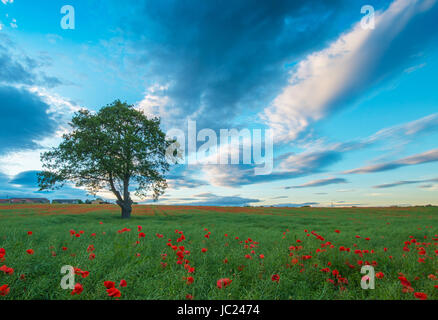 Gainford Co., Durham, Royaume-Uni. 13 Juin, 2017. Coucher du soleil au-dessus des champs de pavot dans Gainford, County Durham après un accueil chaleureux et toujours 24. Robert Smith de crédit/AlamyLiveNews Banque D'Images