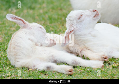 Sleeping Baby Goat Banque D'Images