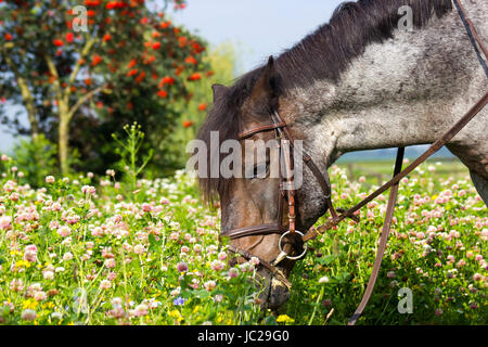 Cheval brouter dans un pré Banque D'Images