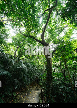 Jungle à Ishigaki Island, Okinawa Prefecture, Japan Banque D'Images