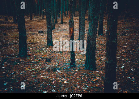 Photo de tons effrayant forêt sombre avec des troncs d'arbres brûlés Banque D'Images