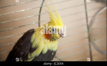 Belle Cockatiel jaune parrot assis dans la cage de métal Banque D'Images