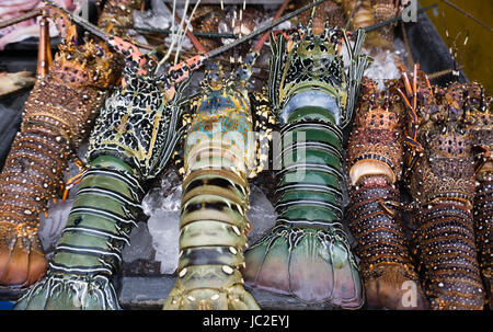 Le homard frais vendus au marché de nuit à Kota Kinabalu, Sabah, Bornéo, Malaisie. Banque D'Images