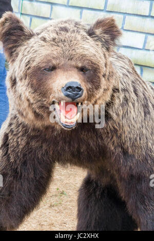 Effigie d'un grand ours brun avec une bouche ouverte. C'est photographié par un close up. Banque D'Images