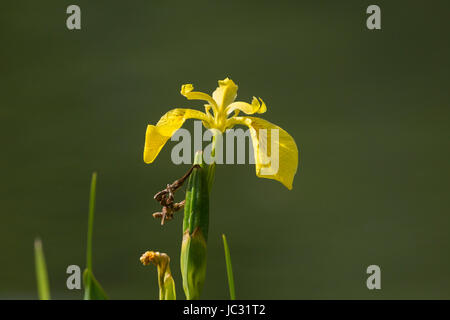 Drapeau jaune. Iris pseudacorus (Iridaceae) sur un fond uni. Banque D'Images