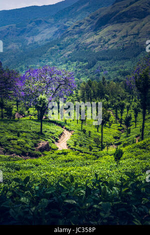 Les plantations de thé de Munnar, Inde Banque D'Images