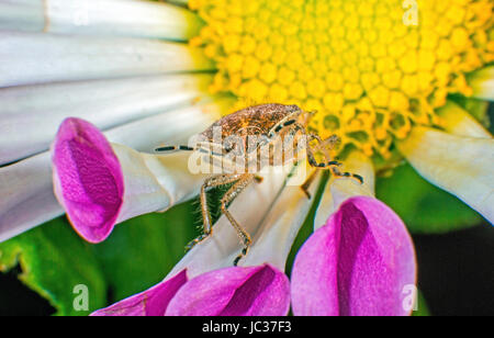 Dans un Shieldbug poilue surronding colorés Banque D'Images