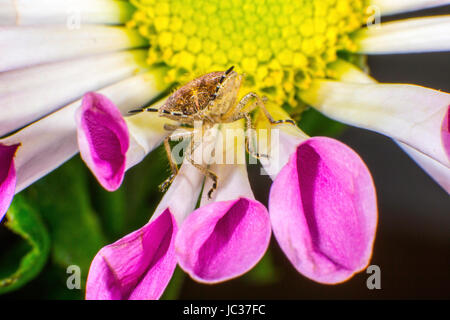 Prunelle Bug macro photo Banque D'Images