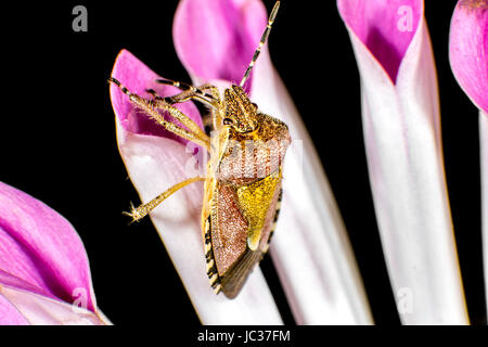 Hairy Shieldbug aka Prunelle Bug Banque D'Images