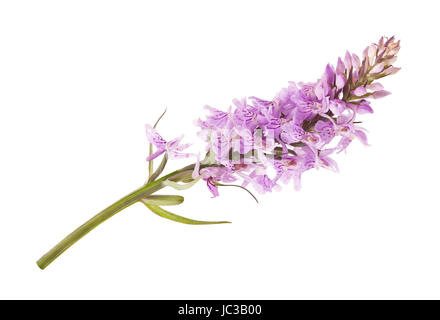 La commune - Orchidée Dactylorhiza fushsii Banque D'Images