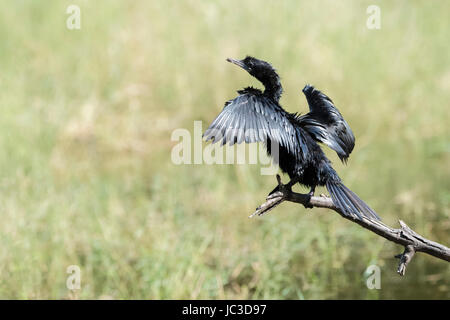 Peu de cormoran (Phalacrocorax niger) sécher les ailes, Ranthembhore parc national, Rajasthan, Inde Banque D'Images