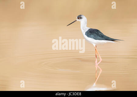 Black winged Stilt (Himantopus himantopus) marcher dans l'eau avec la réflexion, le parc national de Ranthambore, Rajasthan, Inde. Banque D'Images