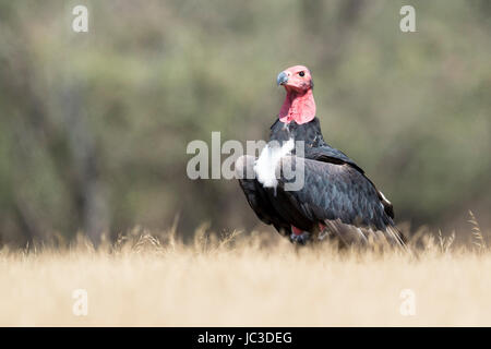 Urubu à tête rouge (Asian king vulture) Indiens (vautour noir) (Rhône-Alpes)) sur le terrain, le parc national de Ranthambhore, Rajasthan, Inde, Banque D'Images