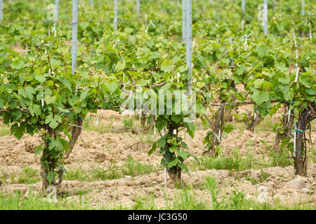 Un vignoble avec des raisins pas mûrs au début de l'été Banque D'Images