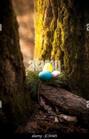 Photo Gros plan des oeufs colorés cachés sous arbre à forest Banque D'Images