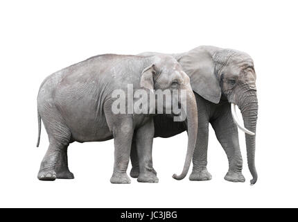 Paire d'éléphants isolated on white with clipping path Banque D'Images