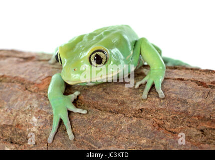 Phyllomedusa sauvagii in front of white background Banque D'Images