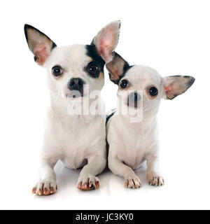 Deux chihuahuas in front of white background Banque D'Images