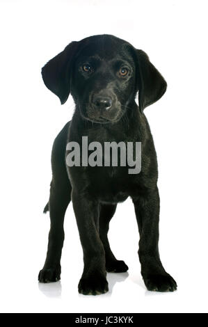 Pure race chiot labrador retriever in front of white background Banque D'Images