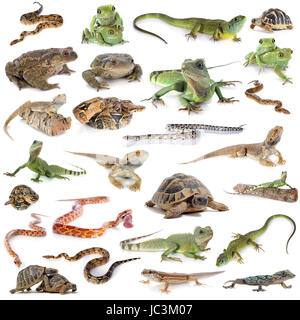 Reptile and amphibian in front of white background Banque D'Images