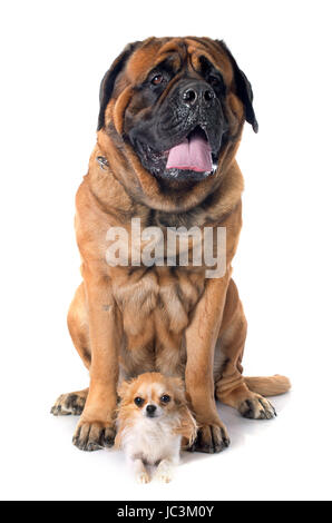 Chihuahua femelle mastiff et in front of white background Banque D'Images