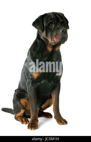 Portrait d'un rottweiler pure race, in front of white background Banque D'Images