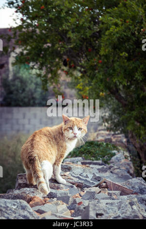 Chat rouge sur un mur à l'arrière dans l'appareil photo Banque D'Images