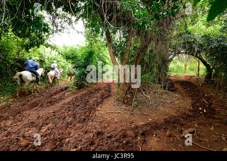 Le peuple cubain est cow-boy à cheval le long de parcelles en bordure du dans la vallée de Vinales. Vallée de Viñales, Cuba, Pinar del rio Banque D'Images