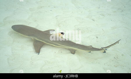 Requin de récif en croisière dans les eaux peu profondes de Aldabra, Seychelles Banque D'Images