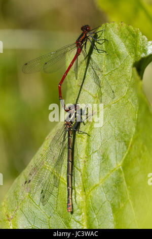 Paire accouplée de grandes demoiselles, Pyrrhosoma nymphula rouge. Femelle est la forme melanotum mâle rouge, au-dessus Banque D'Images