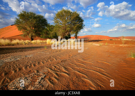 Paysage de dunes de sable rouge, le désert d'herbes et d'acacias africains, Sossusvlei, Namibie Banque D'Images