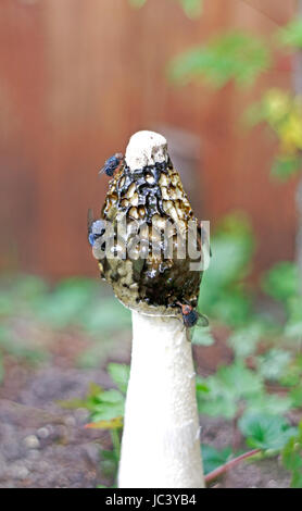 Une vue rapprochée de l'arbre et le cap d'une politique commune, le Phallus impudicus phalle impudique, montrant une masse de spores avec des mouches. Banque D'Images