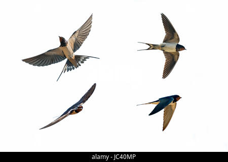 Diverses postures du swallow Hirundo rustica sur fond blanc Banque D'Images